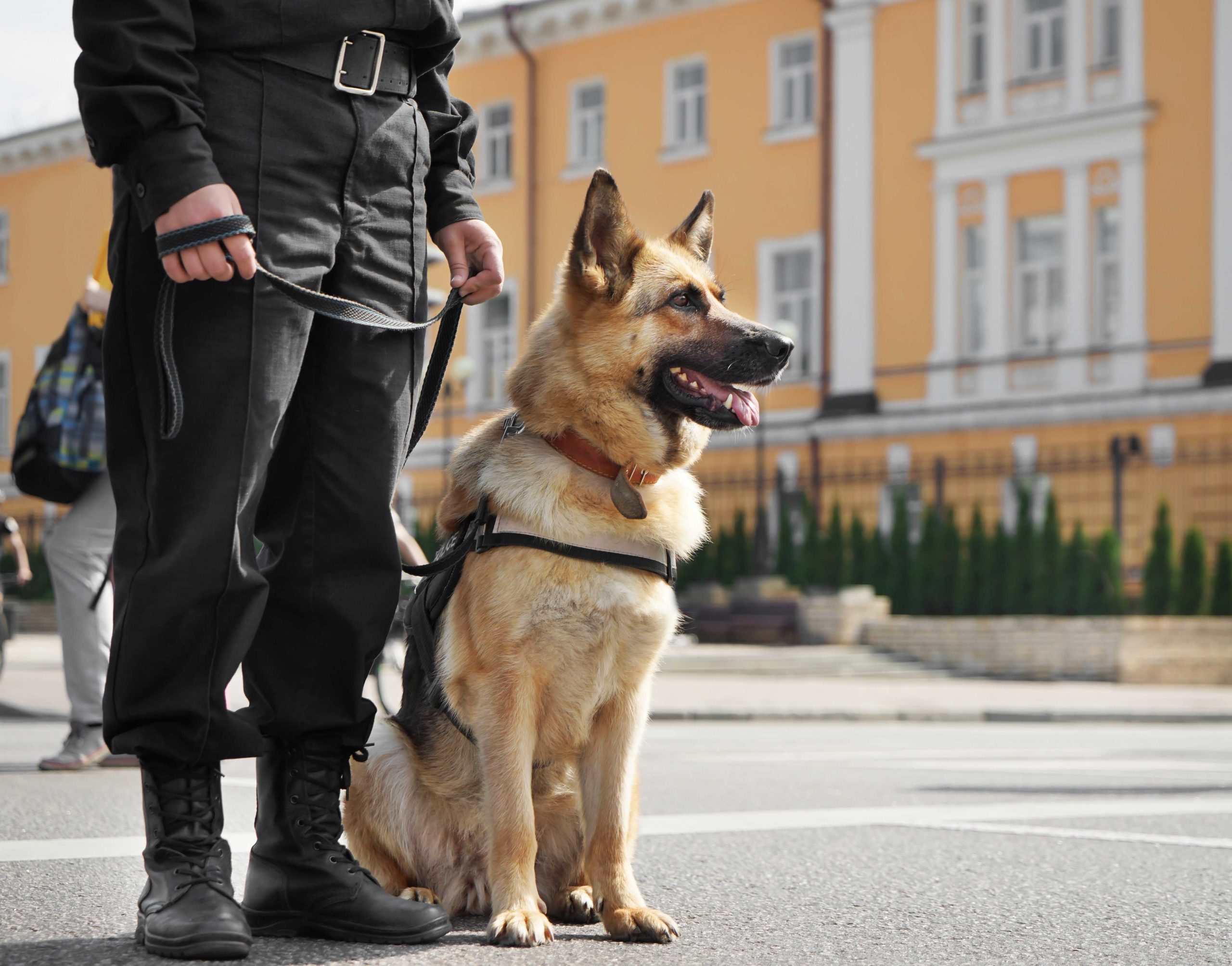 Protect your business premises with the best K9 security service available