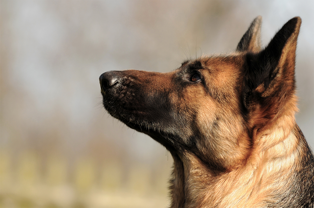 Guard Dogs 101: Everything You Need To Know
