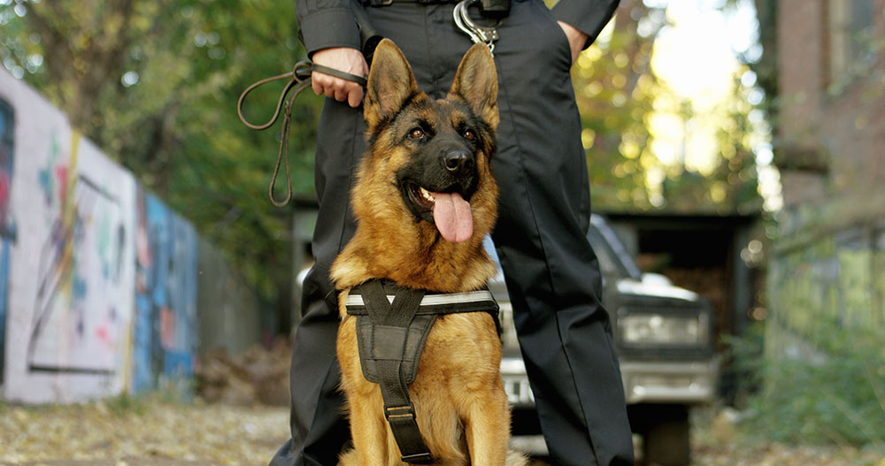 Will security guard dog patrol keep your property safe?
