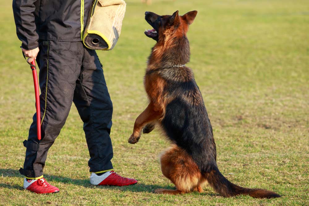 How Are Guard Dogs Trained?