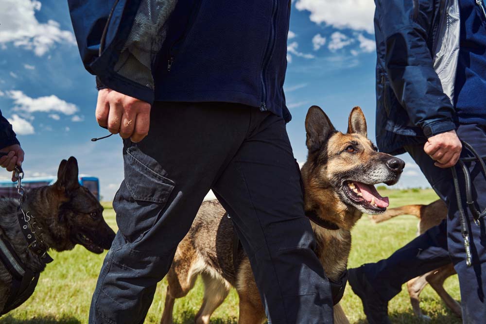 Security Patrol Units: What Can Guard Dogs Bring To The Team?